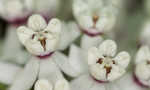 White milkweed